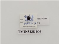 藏品(六斑月瓢蟲)的圖片